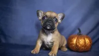 Rocky, a male French Bulldog for sale in Fort Scott, KS – 2 of 5
