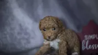 Penelope, a female Poodle - Toy  for sale in Fort Scott, KS – 3 of 5