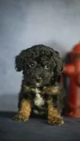 Henry, a male Poodle - Toy  for sale in Fort Scott, KS – 6 of 9