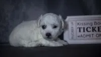 Jada, a female Bichon Frise for sale in Fort Scott, KS – 2 of 4