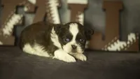 Brody, a male Shih Tzu for sale in Fort Scott, KS – 4 of 5