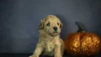 Lemon, a female Poodle - Toy  for sale in Fort Scott, KS – 3 of 5