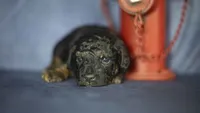 Henry, a male Poodle - Toy  for sale in Fort Scott, KS – 8 of 9