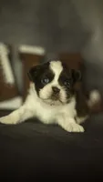 Brody, a male Shih Tzu for sale in Fort Scott, KS – 5 of 5