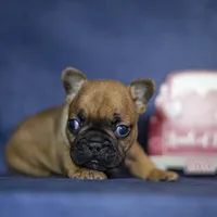 Ruger, a male French Bulldog for sale in Fort Scott, KS – Photo 8 of 10