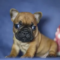 Ruger, a male French Bulldog for sale in Fort Scott, KS – Photo 9 of 10