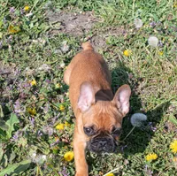 Ruger, a male French Bulldog for sale in Fort Scott, KS – Photo 5 of 10