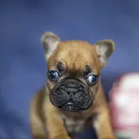 Ruger, a male French Bulldog for sale in Fort Scott, KS – Photo 10 of 10