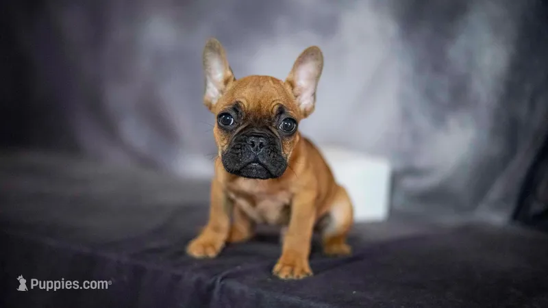 Ruger – French Bulldog puppy for sale in Fort Scott, KS