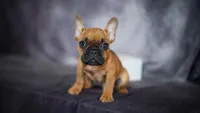 Ruger, a male French Bulldog for sale in Fort Scott, KS – Photo 1 of 10