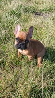 Ruger, a male French Bulldog for sale in Fort Scott, KS – Photo 4 of 10