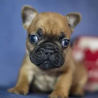 Ruger, a male French Bulldog for sale in Fort Scott, KS – Photo 7 of 10