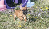 Ruger, a male French Bulldog for sale in Fort Scott, KS – Photo 6 of 10