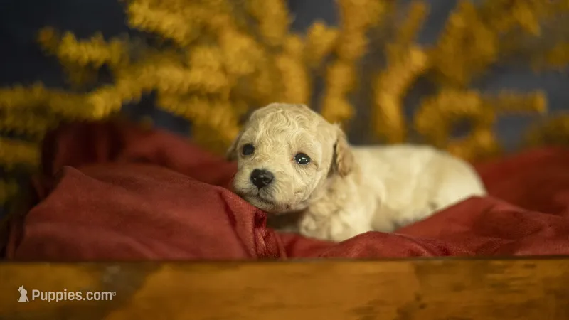 Libby – Poodle - Toy  puppy for sale in Fort Scott, KS