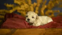Libby, a female Poodle - Toy  for sale in Fort Scott, KS – 1 of 5
