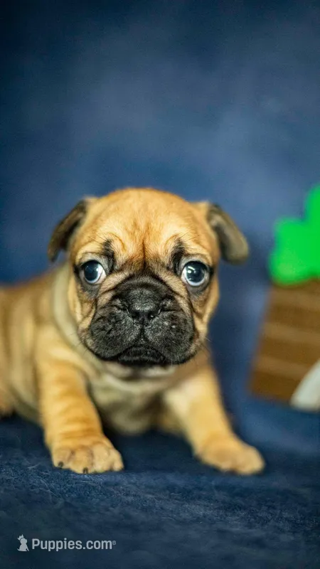 Ace – French Bulldog puppy for sale in Fort Scott, KS