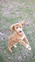 Rev, a male Poodle - Miniature  for sale in Fort Scott, KS – 2 of 10