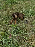 Kiki, a female Poodle - Toy  for sale in Fort Scott, KS – 8 of 9