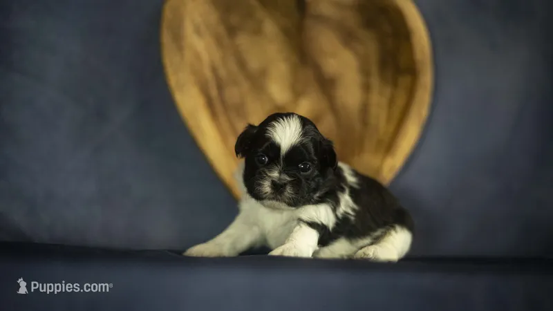 Bella – Shih Tzu puppy for sale in Fort Scott, KS