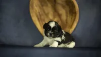 Bella, a female Shih Tzu for sale in Fort Scott, KS – 1 of 5