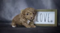 Phoebe, a female Poodle - Toy  for sale in Fort Scott, KS – 4 of 6
