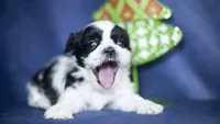 Rumi, a female Shih Tzu for sale in Fort Scott, KS – Photo 3 of 6