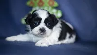 Rumi, a female Shih Tzu for sale in Fort Scott, KS – Photo 6 of 6