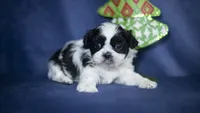 Rumi, a female Shih Tzu for sale in Fort Scott, KS – Photo 2 of 6
