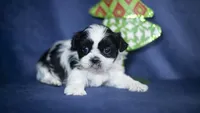 Rumi, a female Shih Tzu for sale in Fort Scott, KS – Photo 1 of 6