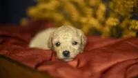 Libby, a female Poodle - Toy  for sale in Fort Scott, KS – 5 of 5