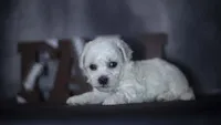 Jagger, a male Bichon Frise for sale in Fort Scott, KS – 4 of 4