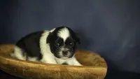 Bella, a female Shih Tzu for sale in Fort Scott, KS – 4 of 5