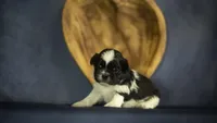 Bella, a female Shih Tzu for sale in Fort Scott, KS – 2 of 5