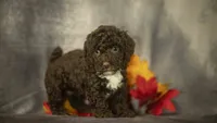 Hannah, a female Poodle - Toy  for sale in Fort Scott, KS – 4 of 10