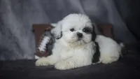 Ice, a male Shih Tzu for sale in Fort Scott, KS – 3 of 6