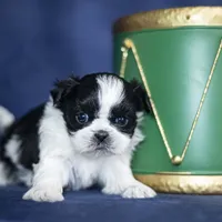 Rini, a female Shih Tzu for sale in Fort Scott, KS – Photo 4 of 6