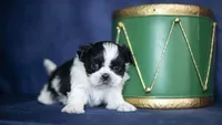 Rini, a female Shih Tzu for sale in Fort Scott, KS – Photo 4 of 6