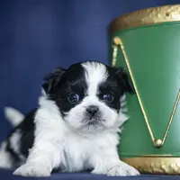 Rini, a female Shih Tzu for sale in Fort Scott, KS – Photo 1 of 6