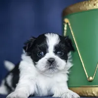 Rini, a female Shih Tzu for sale in Fort Scott, KS – Photo 2 of 6