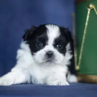 Rini, a female Shih Tzu for sale in Fort Scott, KS – Photo 5 of 6