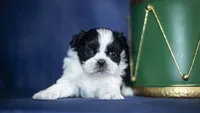 Rini, a female Shih Tzu for sale in Fort Scott, KS – Photo 5 of 6