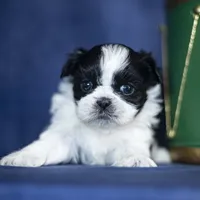 Rini, a female Shih Tzu for sale in Fort Scott, KS – Photo 3 of 6