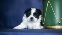 Rini, a female Shih Tzu for sale in Fort Scott, KS – Photo 3 of 6