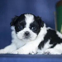 Rini, a female Shih Tzu for sale in Fort Scott, KS – Photo 6 of 6