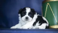 Rini, a female Shih Tzu for sale in Fort Scott, KS – Photo 6 of 6