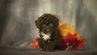 Hannah, a female Poodle - Toy  for sale in Fort Scott, KS – 3 of 10