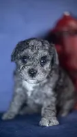 Goose, a male Poodle - Toy  for sale in Fort Scott, KS – 3 of 5