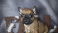 Rhett, a male French Bulldog for sale in Fort Scott, KS – 4 of 6