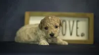 Lucky, a male Poodle - Toy  for sale in Fort Scott, KS – 5 of 6