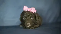 Hannah, a female Poodle - Toy  for sale in Fort Scott, KS – 8 of 10